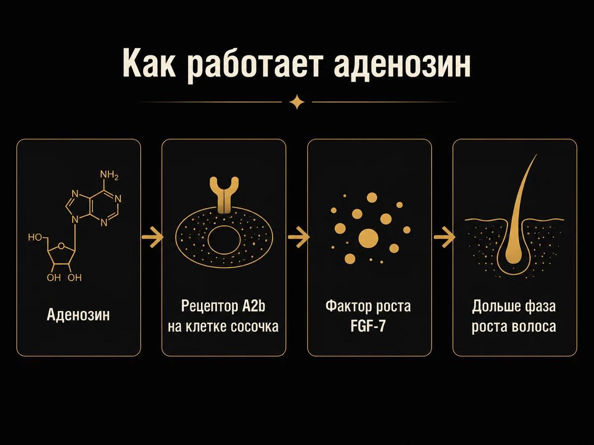 Схема цепочки действия аденозина от рецептора до удлинения фазы роста волоса