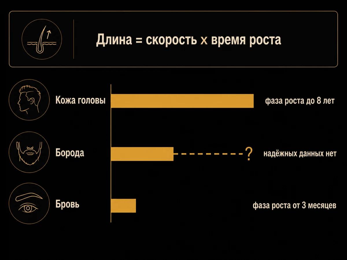 Схема: предельная длина волоса зависит от длительности фазы роста на участке