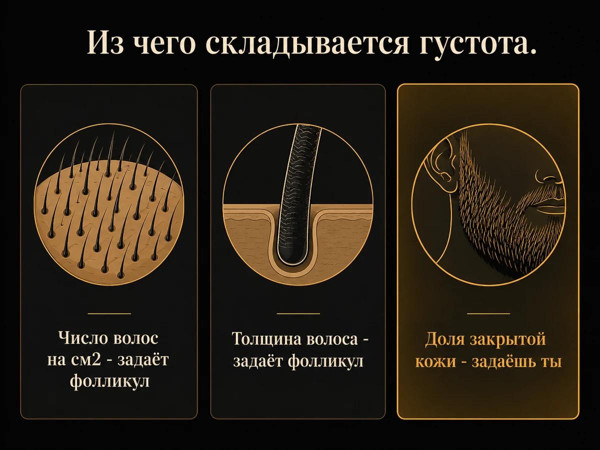 Схема: густота бороды складывается из числа волос, их толщины и доли закрытой кожи