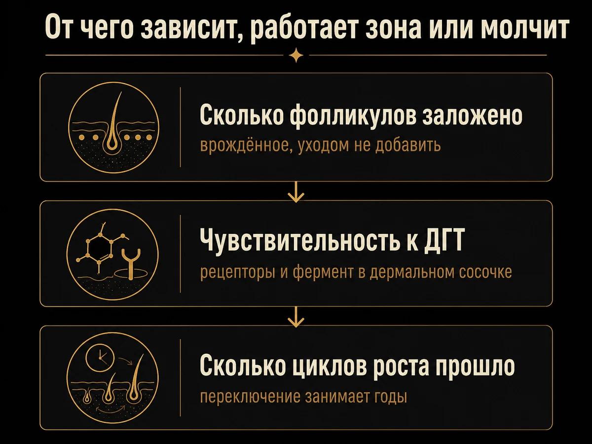 Схема трёх условий роста волос в зоне лица: фолликулы, чувствительность к ДГТ, циклы