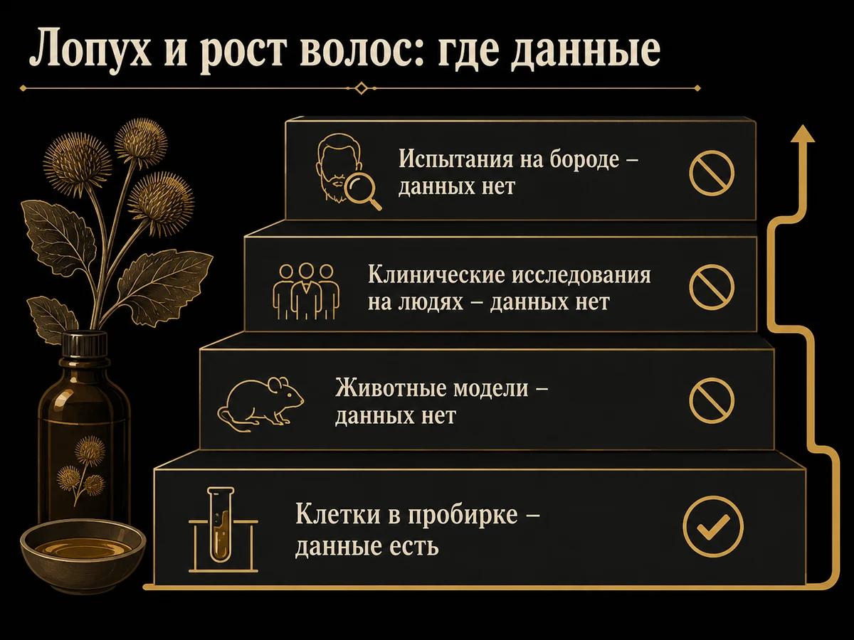 Лестница доказательности по лопуху: данные есть только на уровне клеточной культуры