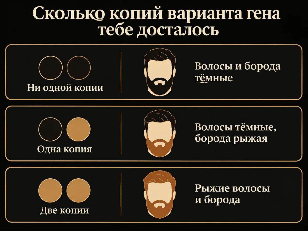 Схема: сколько копий варианта гена MC1R и какой цвет волос и бороды получается