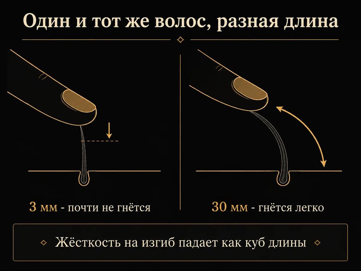 Схема: короткий волос почти не гнётся под пальцем, длинный сгибается дугой