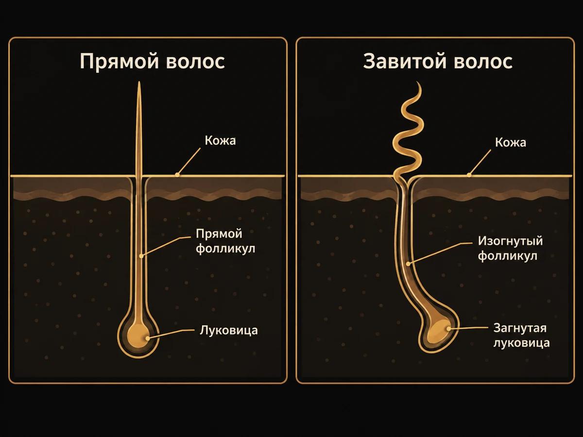 Схема: прямой волос растёт из прямого фолликула, завитой из изогнутого фолликула с загнутой луковицей