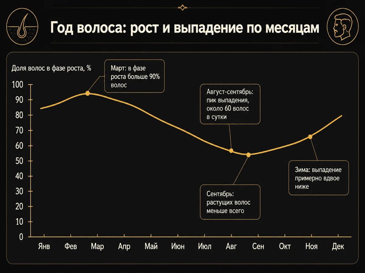 Годовая кривая доли растущих волос: максимум в марте, минимум в сентябре