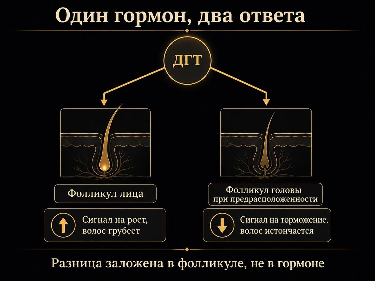 Схема: один и тот же ДГТ даёт фолликулу лица сигнал на рост, а фолликулу головы на истончение