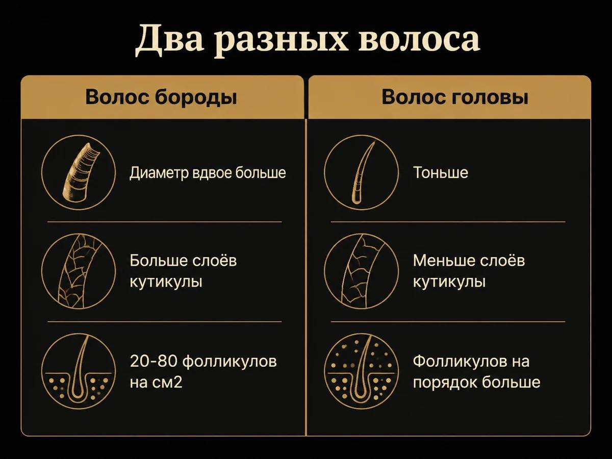 Сравнение волоса бороды и волоса головы: диаметр, кутикула, плотность фолликулов