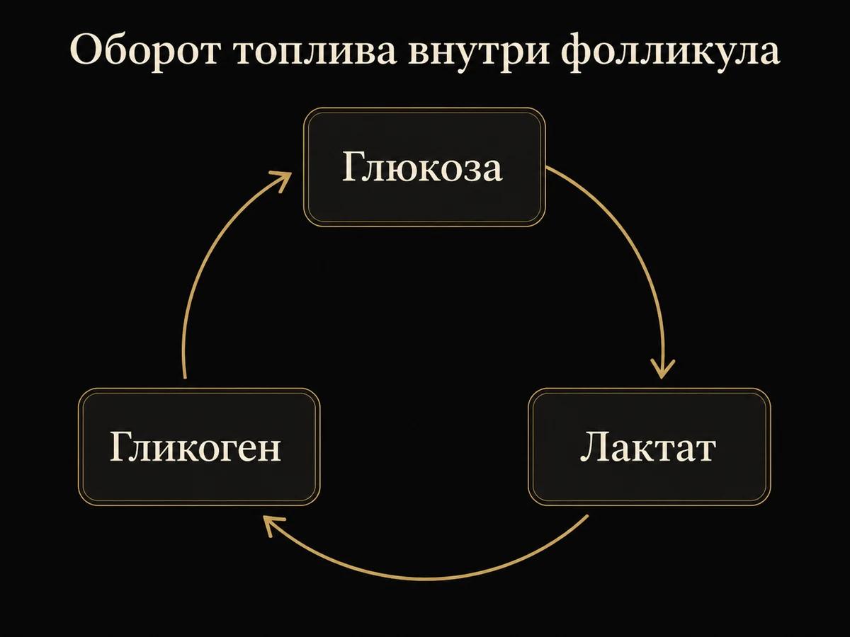 Схема оборота топлива внутри волосяного фолликула: глюкоза, лактат, гликоген