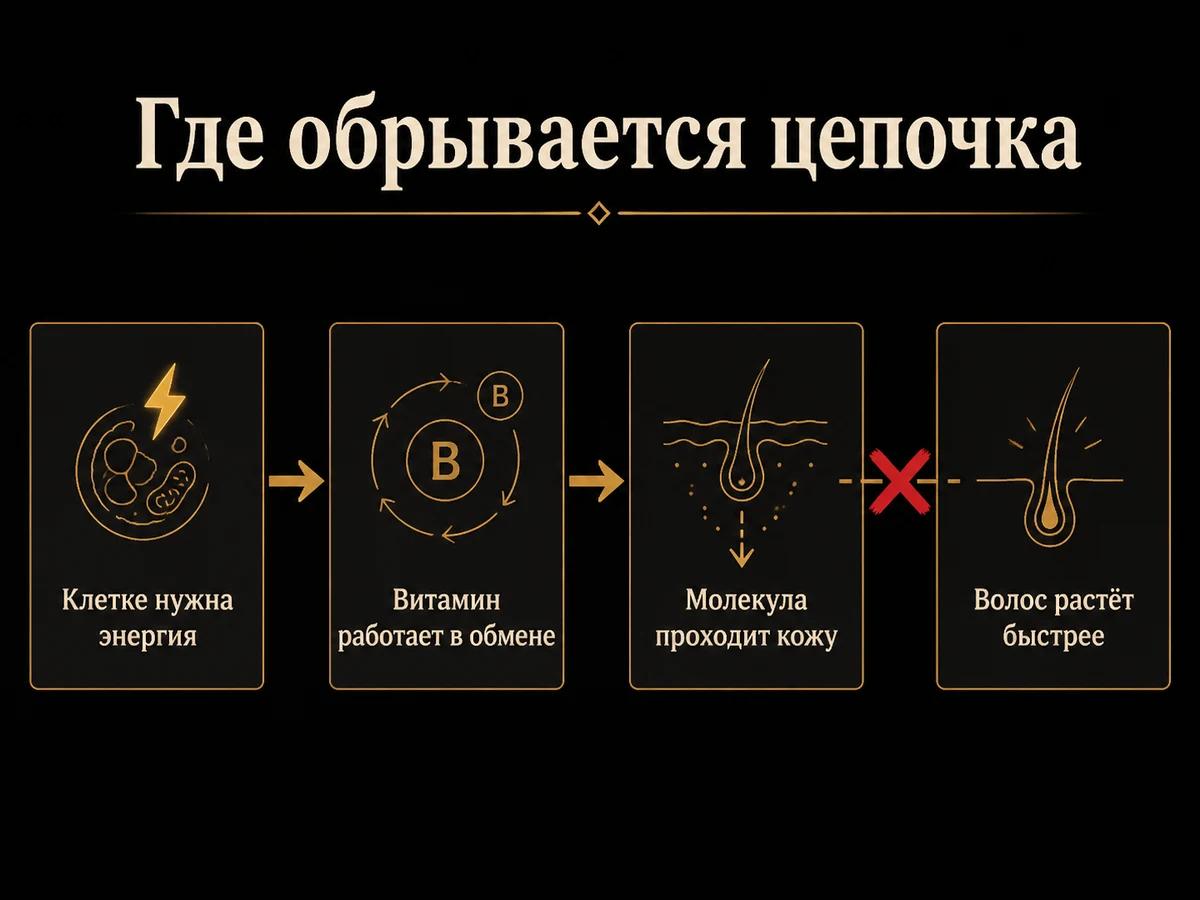 Схема цепочки рассуждения о питании клетки и место, где она обрывается