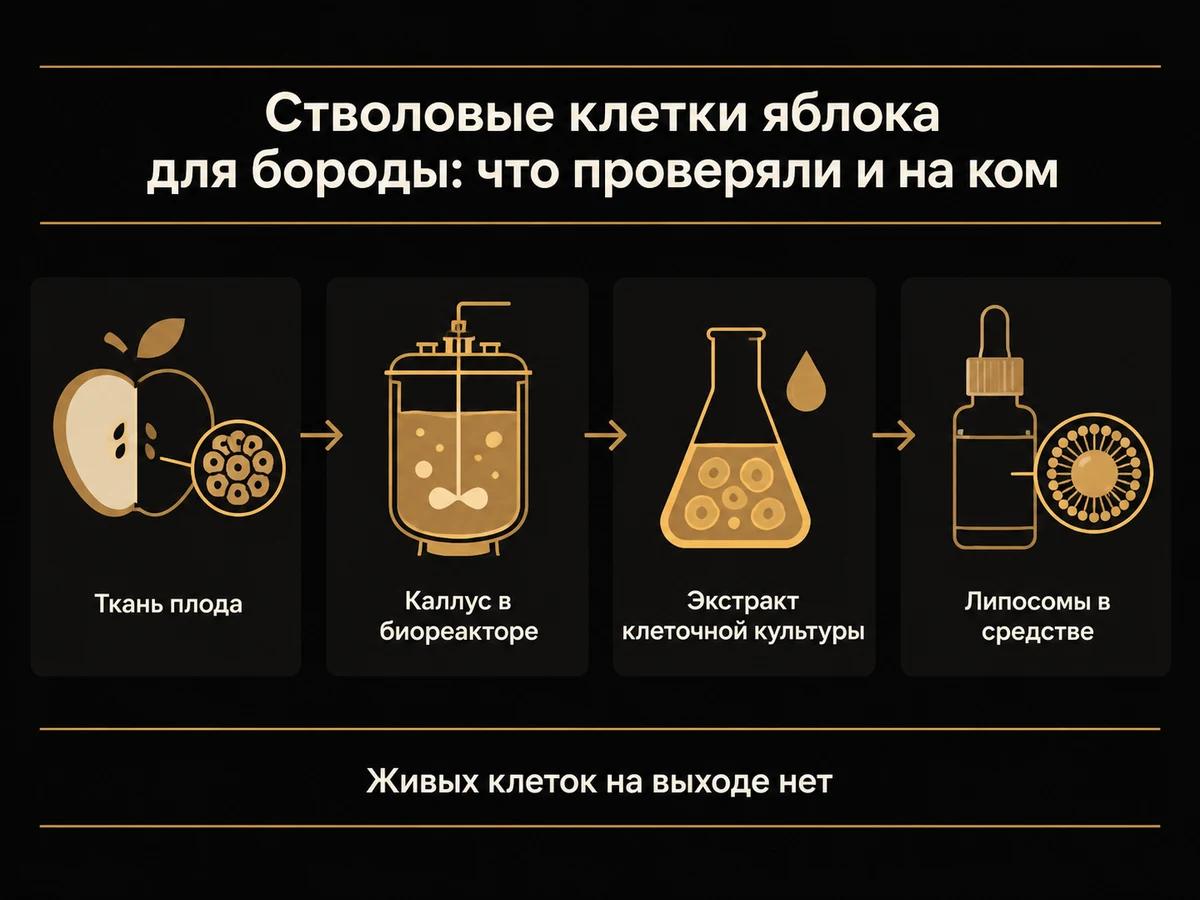 Схема пути от ткани яблока до экстракта в косметическом средстве