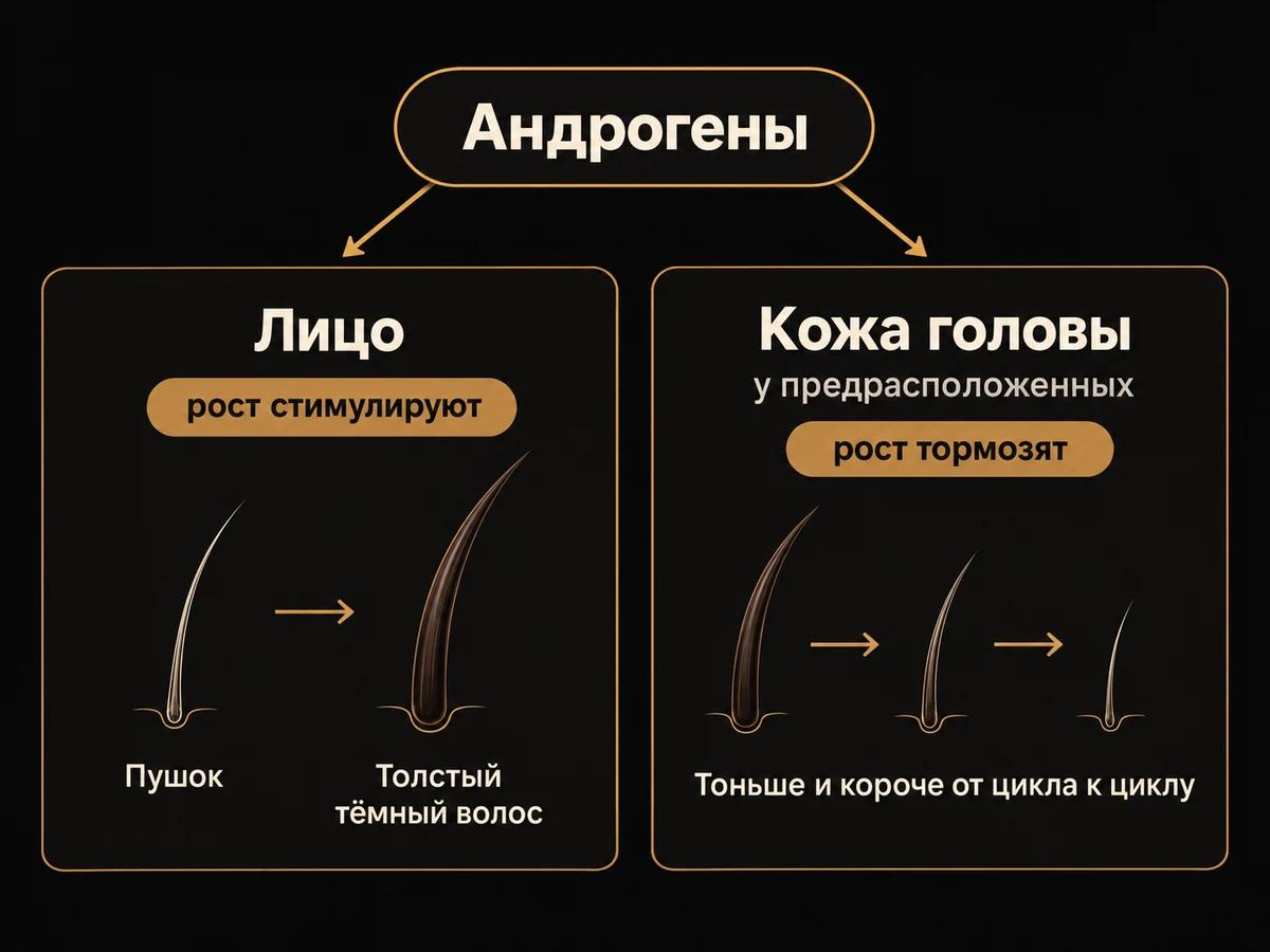Схема: андрогены делают волос на лице толще, а на голове у предрасположенных мужчин тоньше и короче