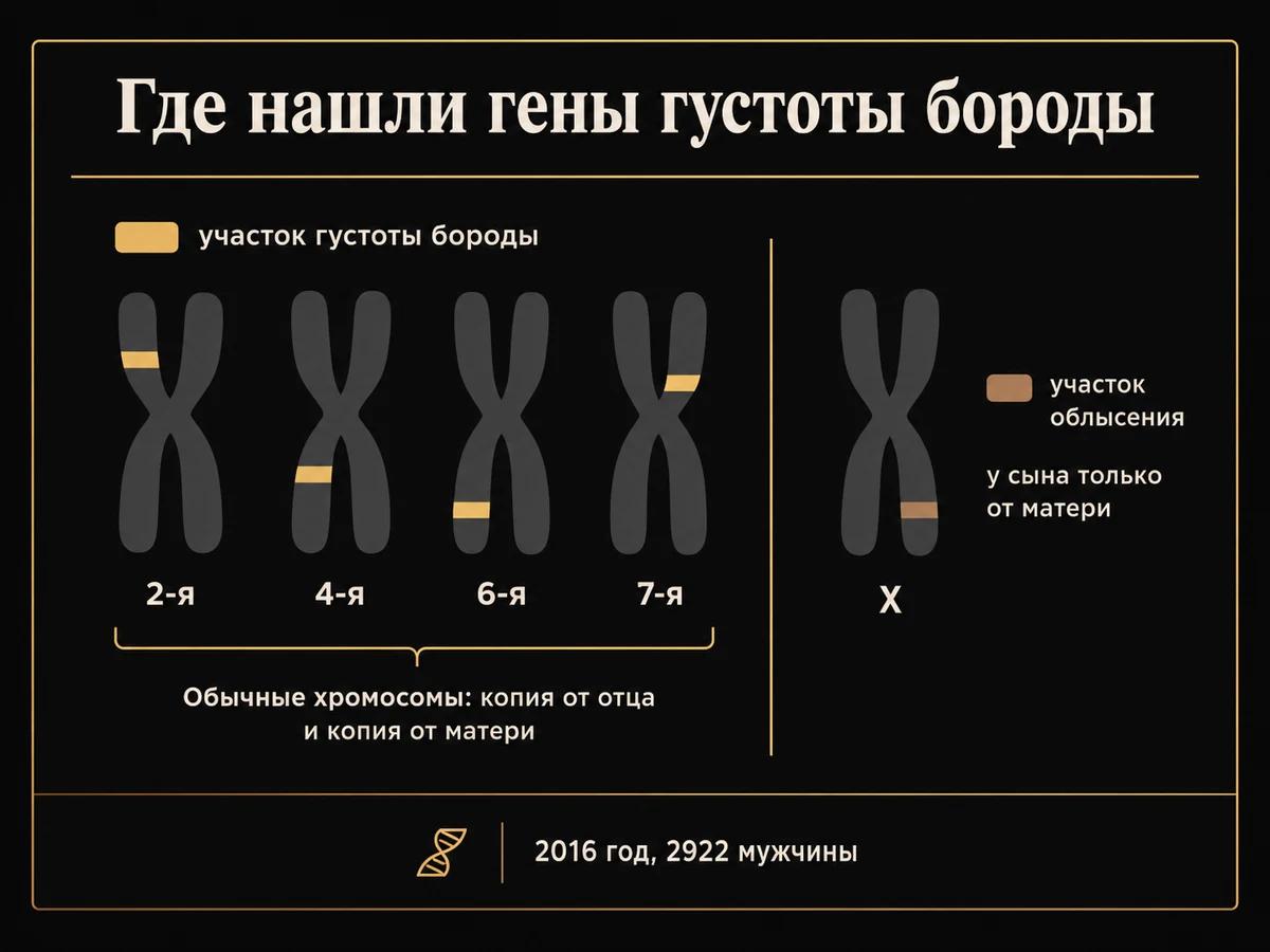 Схема: четыре участка густоты бороды на 2-й, 4-й, 6-й и 7-й хромосомах, участок облысения на Х-хромосоме