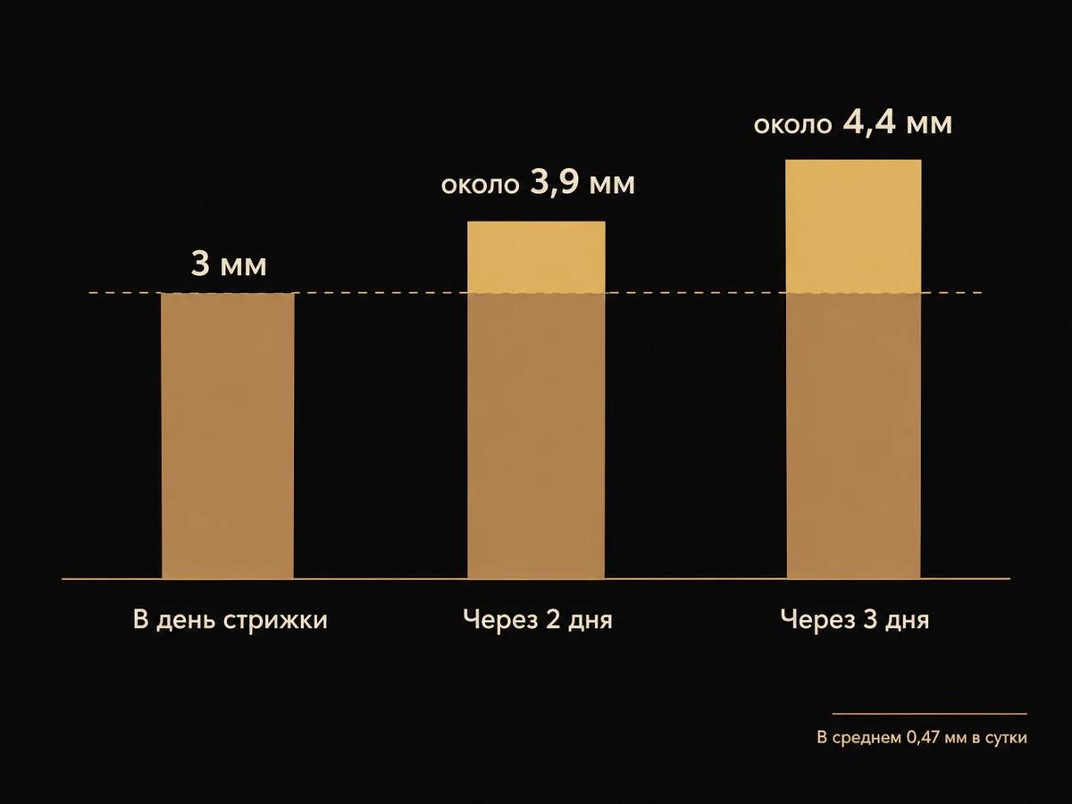 Три столбика длины щетины: 3 мм в день стрижки, около 3,9 мм через 2 дня и около 4,4 мм через 3 дня
